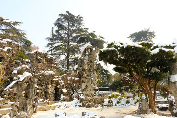 公园石松雪景