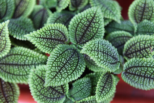 植物 绿叶 植物墙 叶 背景墙