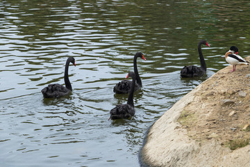 湖中黑天鹅 黑天鹅游水 水中的