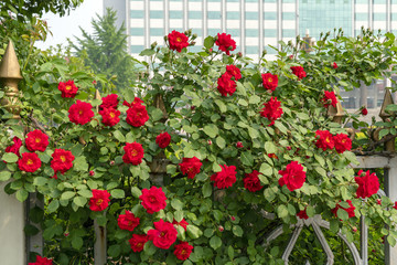 蔷薇花背景墙