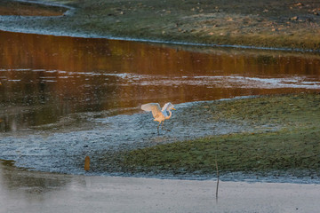 黄昏的沼泽湿地水鸟白鹭 70