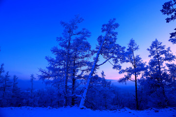 夕阳下的林海雪原