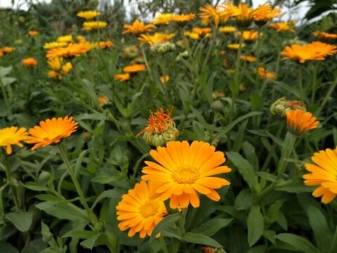 金盏花