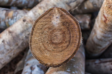 圆木木头截面