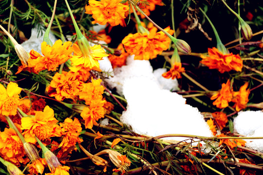 冰雪中的万寿菊