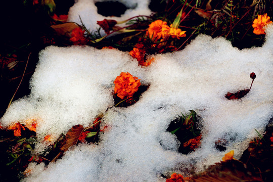 雪中的万寿菊