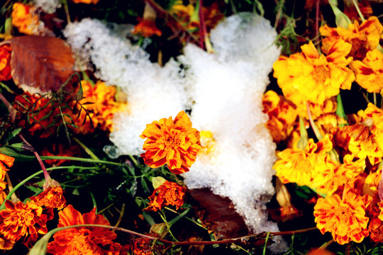 冰雪中的万寿菊