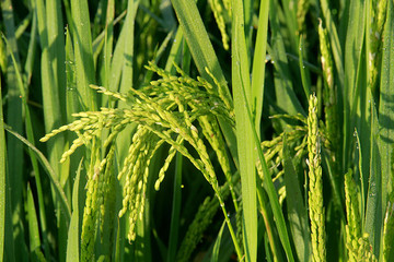 稻田农田粮食水稻