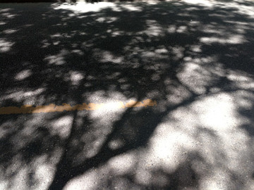 路面树影
