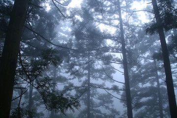 庐山云雾森林