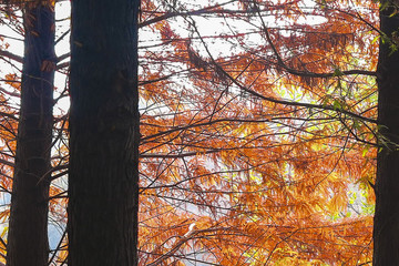 秋天的杉树