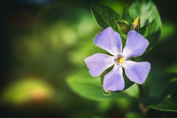 长春花