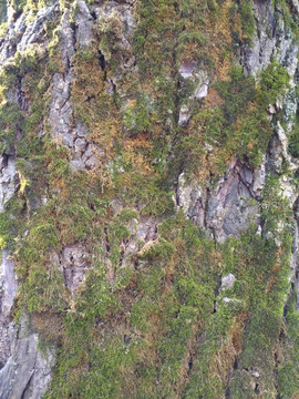 干裂自然树纹