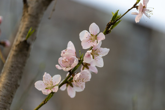 三月春风里樱花和桃花盛开