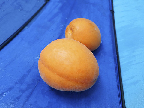 两颗麦黄杏子