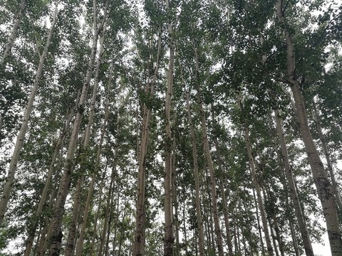 杨树林
