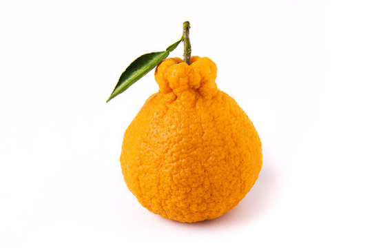 丑八怪柑橘