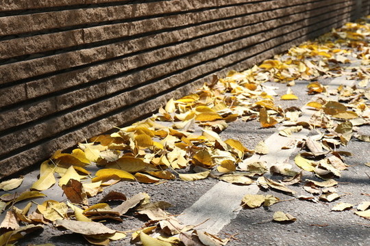 道路旁的金黄色落叶