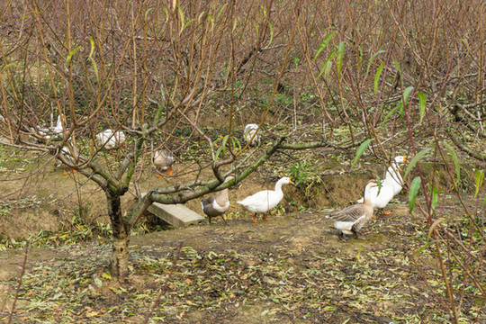 秋天桃园里一群鸭