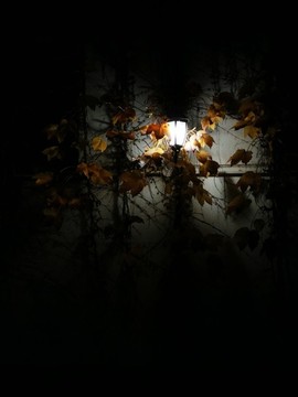 树叶掩映的灯