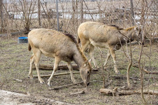 大丰麋鹿国家级自然保护区