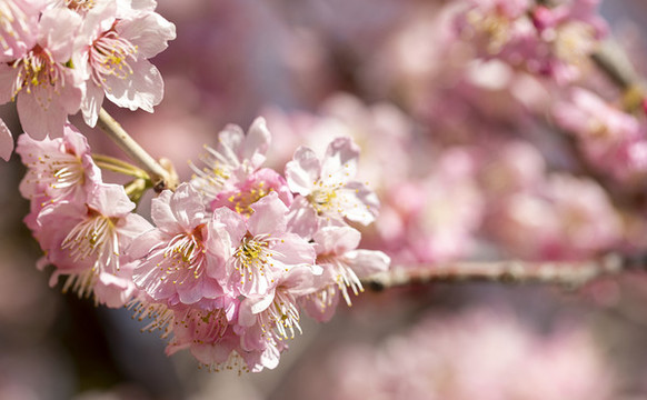 春天盛开的粉色的樱花