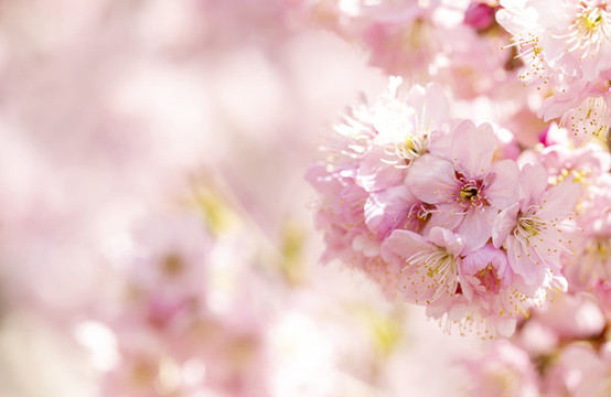 春天盛开的粉色的樱花