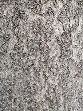 树皮树干纹理背景素材图