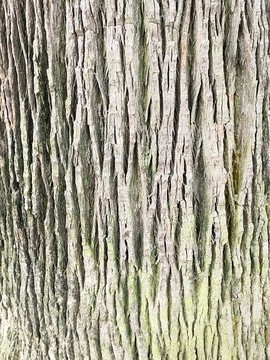 棕树树皮