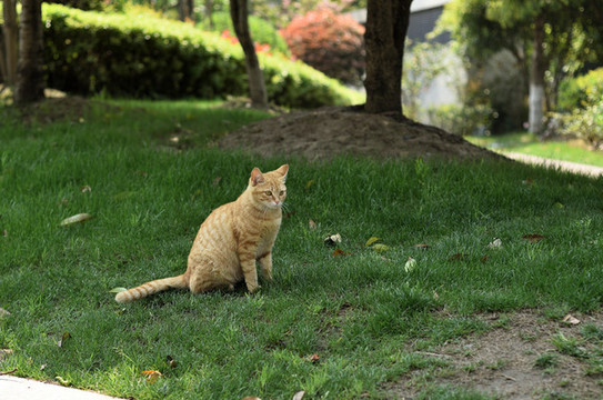 草地上的流浪猫