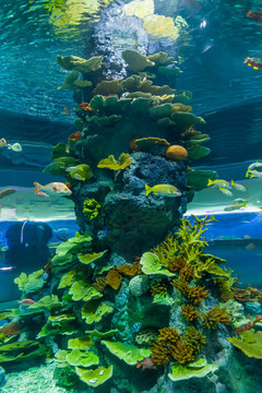 珊瑚礁鱼群
