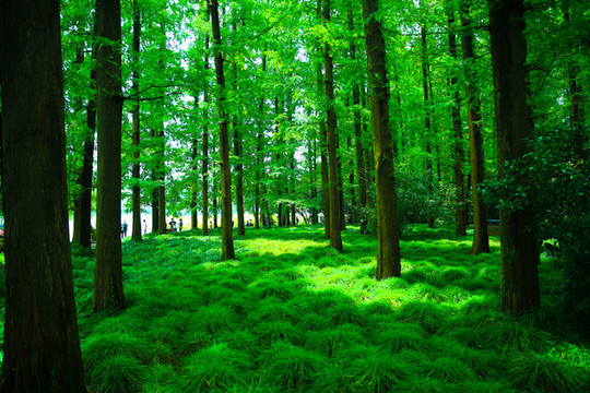 绿色森林