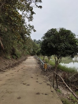 乡村公路与绿植