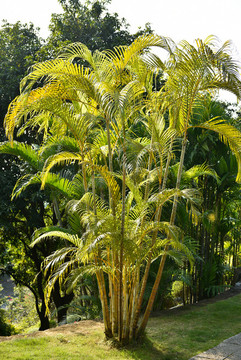 景观棕榈树
