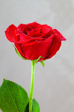 一朵沾满水珠的红色鲜艳的玫瑰花