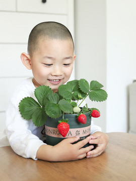 孩子抱着一盆红草莓