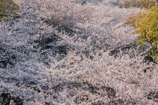 春天绽放的白色樱花
