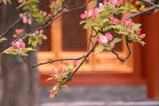 北京故宫庭院建筑和春天鲜花