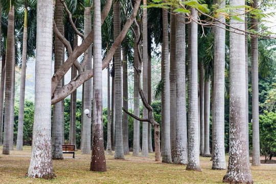 深圳莲花山公园棕榈树