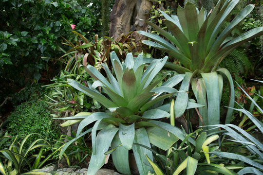 热带植物园里的芳香卷瓣凤梨
