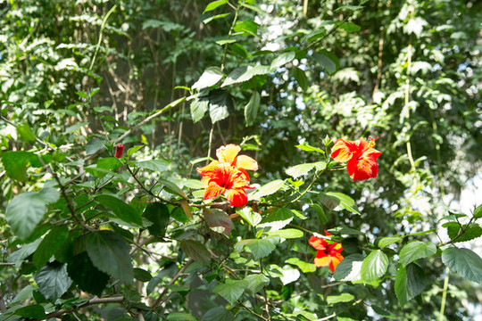 上海辰山植物园里的扶桑花