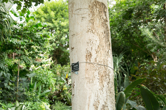 热带植物园里的见血封喉树