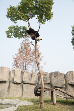 上海野生动物园里的大熊猫