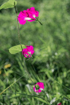 牵牛花