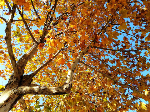 仰望树枝秋色