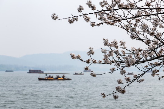 杭州西湖樱花