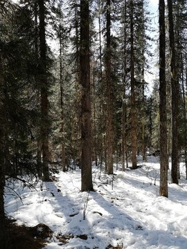 雪地森林