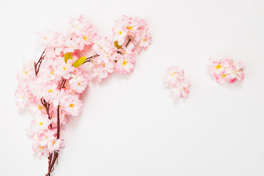 植物花朵平铺白背景抠图素材