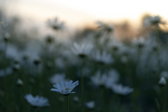 夕阳下美丽的洋甘菊白色的小菊