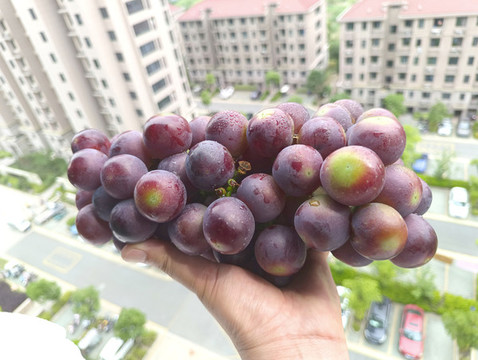 水珠紫葡萄